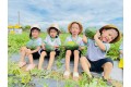 Thu hoạch quả dưa hấu