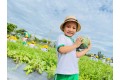 Thu hoạch quả dưa hấu