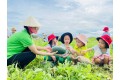 Thu hoạch quả dưa hấu