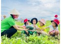 Thu hoạch quả dưa hấu