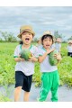 Thu hoạch quả dưa hấu