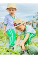 Thu hoạch quả dưa hấu
