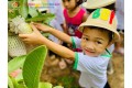 Cùng Bé thu hoạch quả ổi