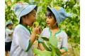 Cùng Bé thu hoạch quả ổi